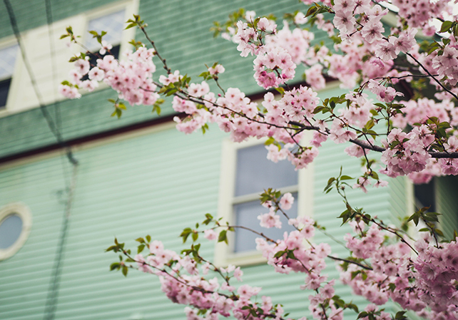 Körsbärsblom framför husfasad