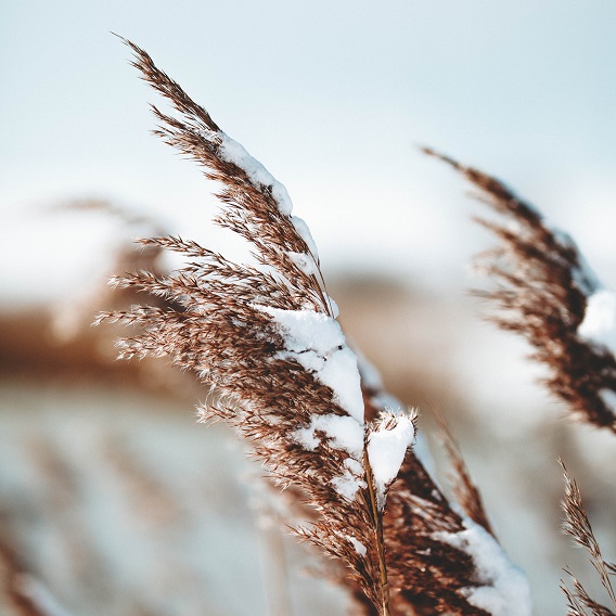 Vass i snölandskap