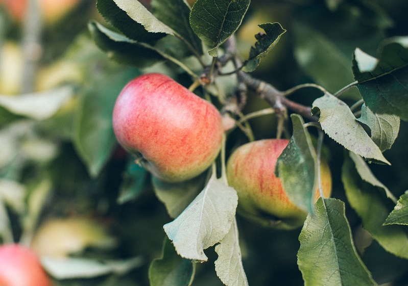 Röda äpplen i äppelträd