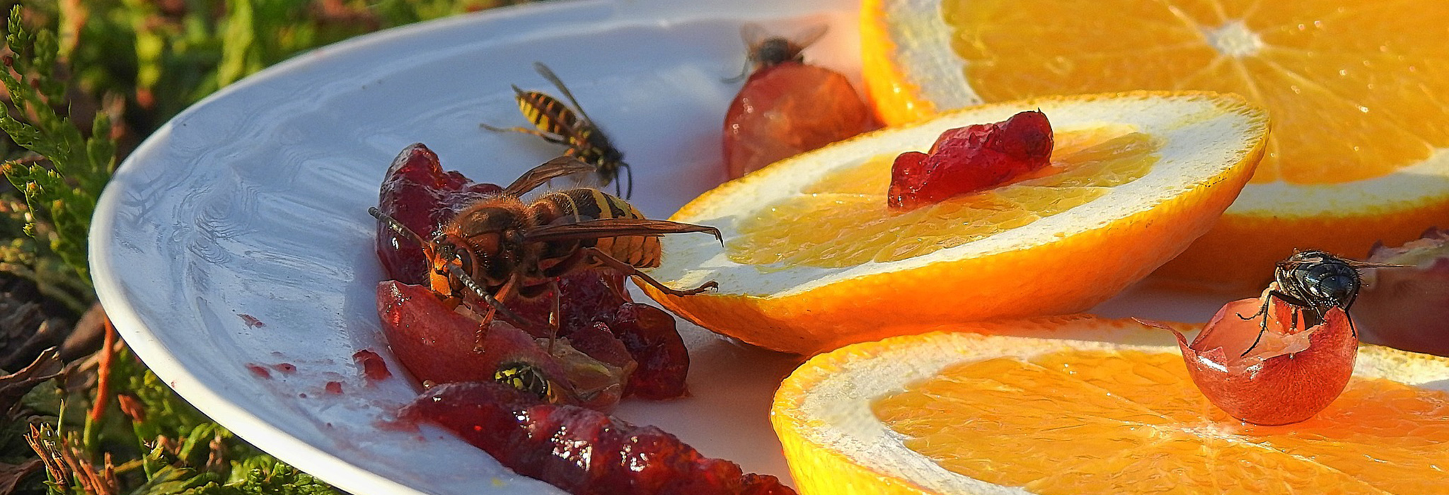 Getingar på tallrik med apelsin och sylt