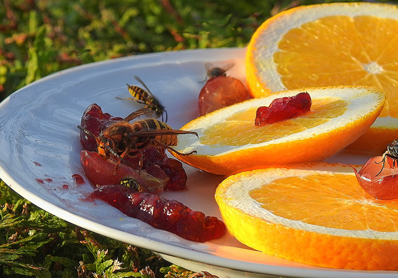 Getingar på tallrik med apelsin och sylt