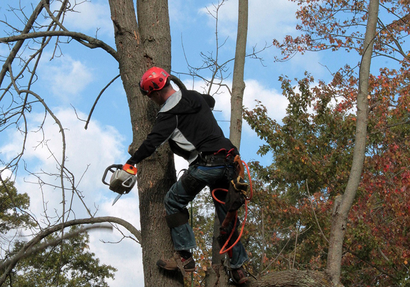 Man med skyddslinor sågar i träd