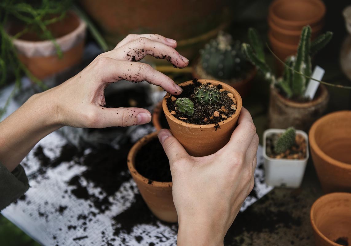 Händer planterar kaktus i liten kruka